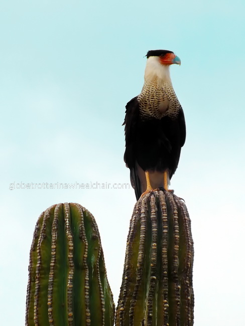 bird at cactus