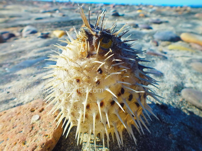 dead blowfish at Tecolote beach near La Paz in Mexixo