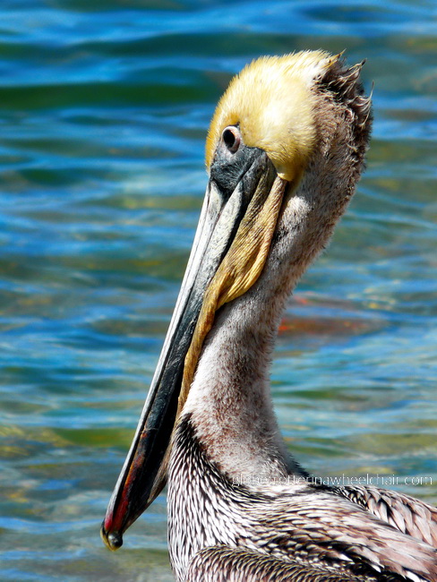 pelican in La Paz bay in Mexico © curiousKester.com | Kirsten K. Kester